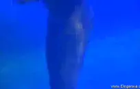 الإباحية القذرة تجميع assfucking