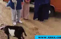 تحصل مارس الجنس غنيمة كبيرة الأبنوس وقحة في منزل الوالدين.