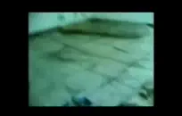 لقد مارس الجنس معها في الحمار أيضا، الكلبة