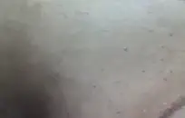 شقراء titted صغيرة تمتص والملاعين من الصعب.