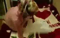 الزوج يلعب مع صاحب الديك الثابت.